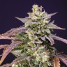 где купить семена конопли Auto Purple Punch OG XL feminised Ganja Seeds