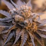 дешевые семена конопли Auto Purple Punch OG XL feminised Ganja Seeds