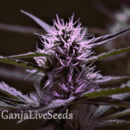 Skunk x Early Skunk feminised Ganja Seeds
