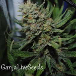 Auto Super Critical feminised Ganja Seeds