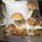 купить споры псилоцибиновых грибов Argentina