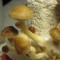 заказ споры псилоцибиновых грибов Argentina