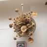 отпечатки грибов Tampanensis грибочек
