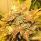 Семена конопли Auto Big Devil 2 feminised GanjaLiveSeeds