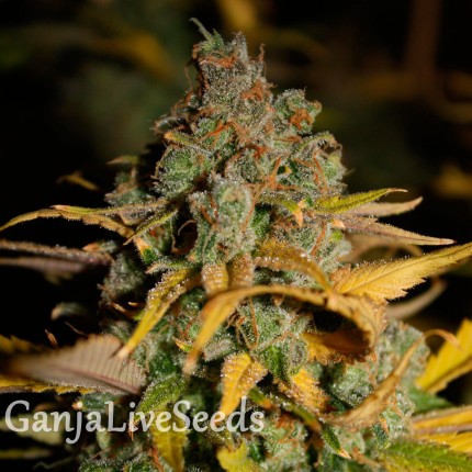 Wappa feminised Ganja Seeds