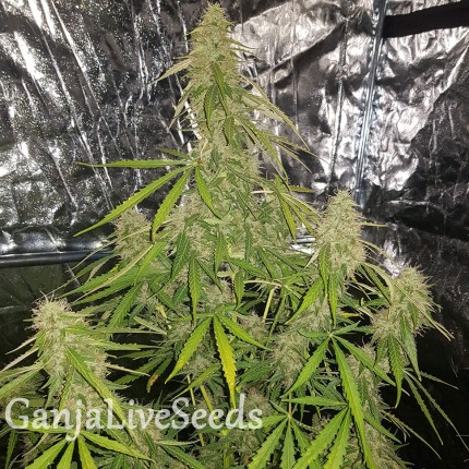 Auto New York Diesel CBD feminised Ganja Seeds