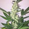 семена конопли феминизированные Auto CBD New York Diesel feminised