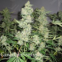 Skunk x Great White Shark feminised Ganja Seeds