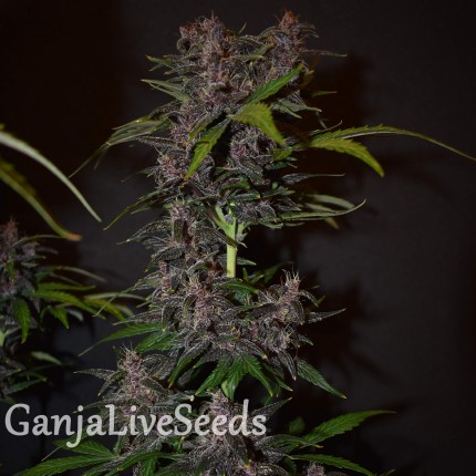 Auto Blackberry Kush feminised GanjaLiveSeeds