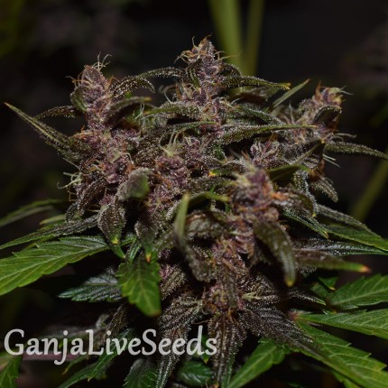 Auto Blackberry Kush feminised GanjaLiveSeeds