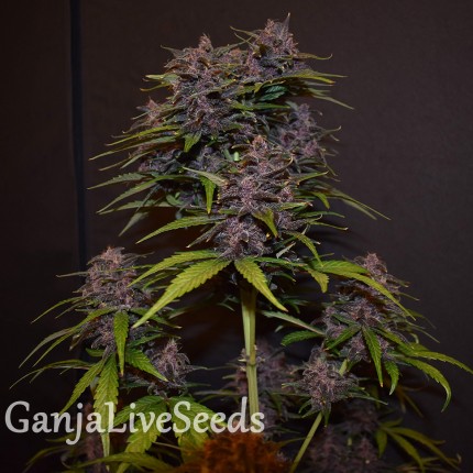 Auto Blackberry Kush feminised GanjaLiveSeeds