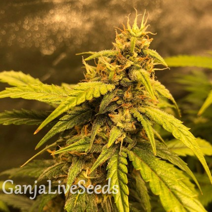 Auto Black Jack feminised GanjaLiveSeeds