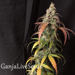 Auto Black Jack feminised GanjaLiveSeeds
