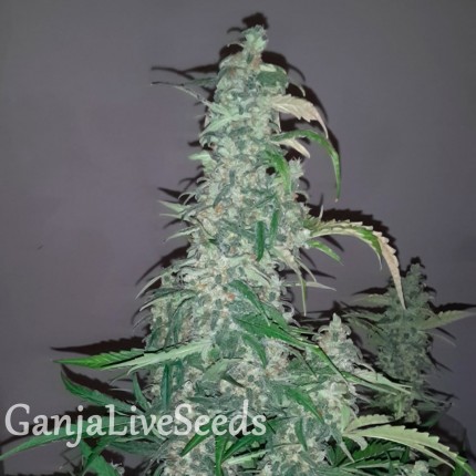 Wappa feminised GanjaLiveSeeds