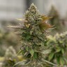 лучшие семена конопли Auto Skywalker OG feminised Ganja Seeds