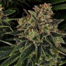 семенам конопли наложенным платежом Auto Skywalker OG feminised Ganja Seeds