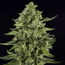 семена конопли наложенным платежом Auto Skywalker OG feminised Ganja Seeds