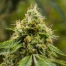 семена конопли недорого Auto Skywalker OG feminised Ganja Seeds