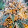 семена конопли отзывы Auto Skywalker OG feminised Ganja Seeds