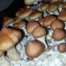 купить споры псилоцибиновых грибов Brasil