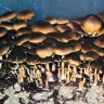 купить взвесь псилоцибиновых грибов в Украине Brasil