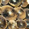 купить отпечатки псилоцибиновых грибов недорого Brasil