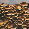 купить качественные отпечатки псилоцибиновых грибов Brasil