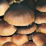 купить качественные споры псилоцибиновых грибов Brasil