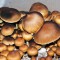 купить взвесь псилоцибиновых грибов недорого Brasil