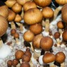заказать оттиск псилоцибиновых грибов Brasil