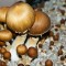 заказ споры псилоцибиновых грибов Brasil