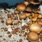 где заказать оттиск псилоцибиновых грибов Brasil