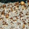заказать споры псилоцибиновых грибов наложенным платежом Brasil