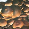 заказать споры псилоцибиновых грибов почтой Brasil