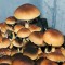 заказать качественные споры псилоцибиновых грибов Brasil