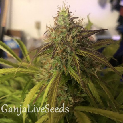 Auto Amnesia Haze feminised GanjaLiveSeeds