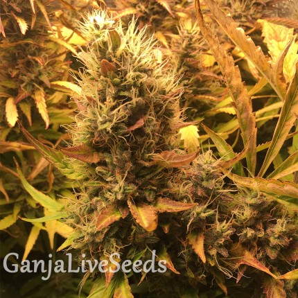 Auto Brooklyn Sunrise feminised GanjaLiveSeeds