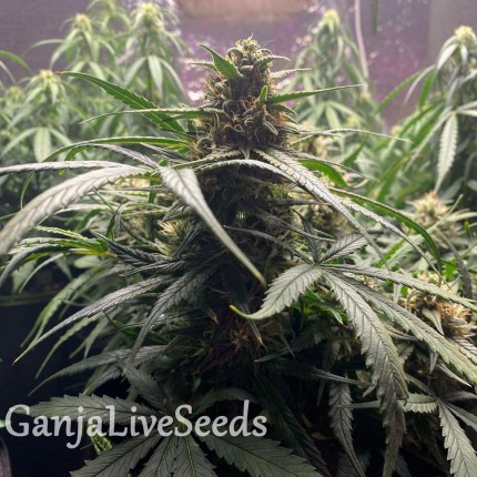 Auto Gagarin 2 feminised GanjaLiveSeeds
