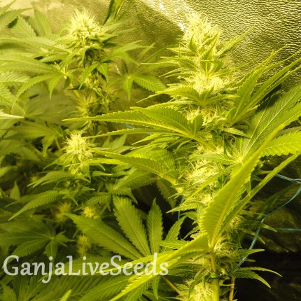 Auto Pineapple feminised Ganja Seeds