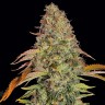 семена конопли сорта Auto Zkittlez OG feminised Ganja Seeds