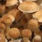 заказать качественный оттиск псилоцибиновых грибов Cambodian
