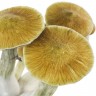 заказать качественную взвесь псилоцибиновых грибов Cambodian