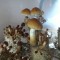 заказать хорошие споры псилоцибиновых грибов Cambodian
