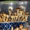 заказать споры псилоцибиновых грибов Cambodian Украина