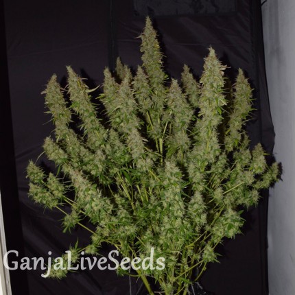 Auto Big Bud feminised GanjaLiveSeeds