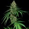 Купить семена конопли Auto Critical feminised GanjaLiveSeeds