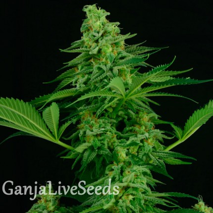 Auto Critical feminised GanjaLiveSeeds