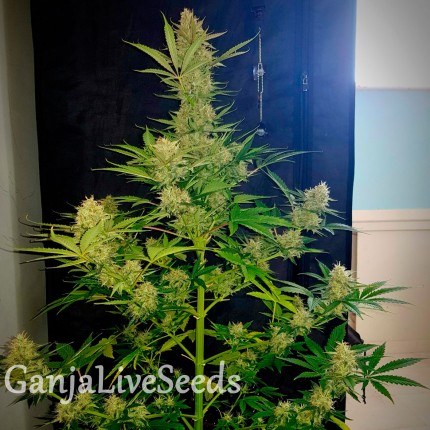 Auto Glueberry O.G. feminised Ganja Seeds