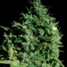 магазин семян конопли купить Cheese CBD feminised Ganja Seeds