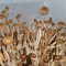 заказ оттиск псилоцибиновых грибов F+ Украина